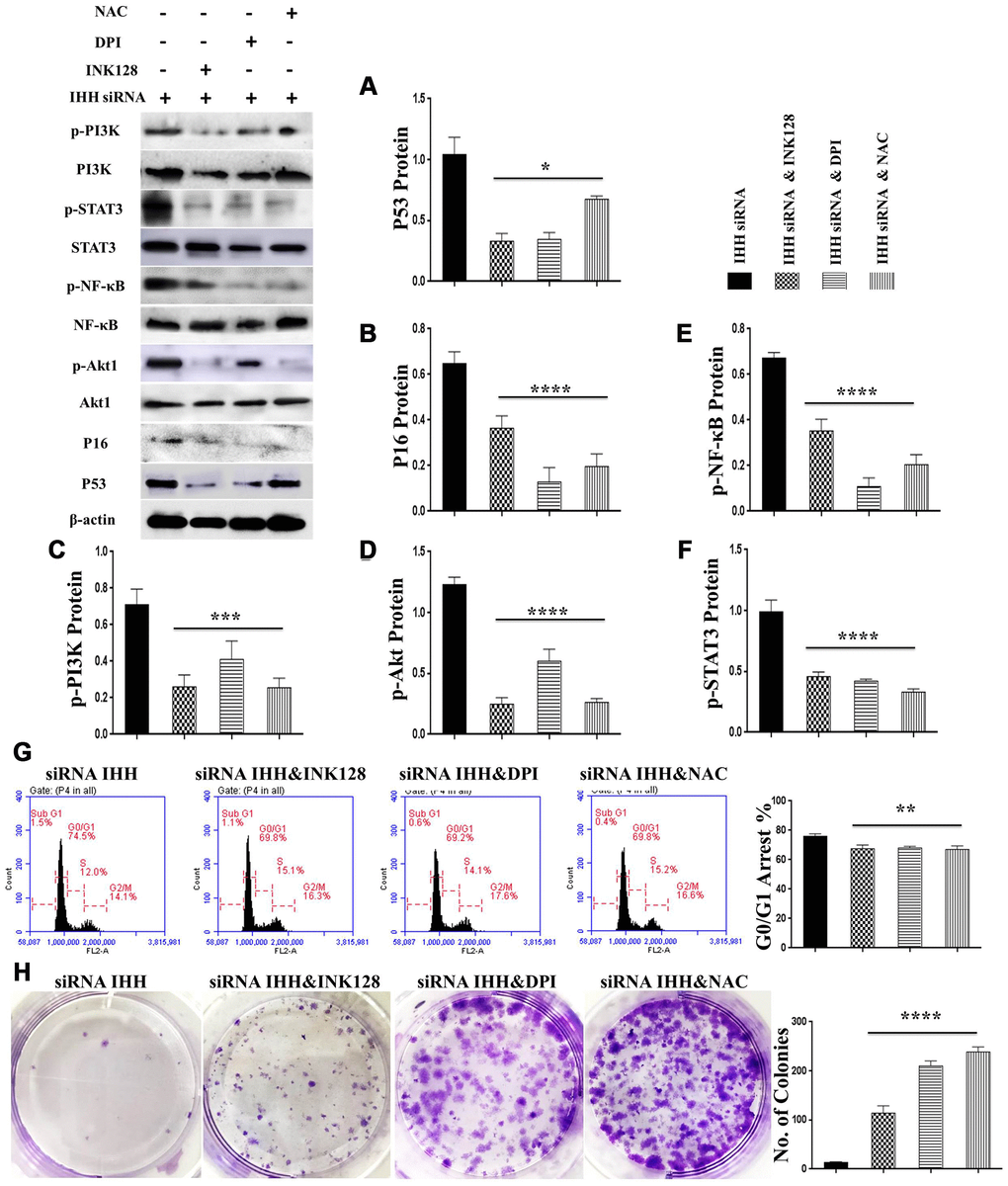 mTOR and ROS inhibition reversed IHH depletion-induced senescence-related signaling pathways, cell cycle arrest, and inhibited CFU. siRNA IHH-transfected BMSC (n=5) were incubated with or without INK128, DPI, or NAC for 48hours. P53 (A), P16 (B), PI3K, p-PI3K (C), Akt1, p-Akt1 (D), NF-κB, p-NF-κB (E), STAT3, and p-STAT3 (F) proteins expressions were measured by Western Blot. β-actin was used as an internal control. (G) BMSC (n = 5) were treated with or without INK128, DPI, or NAC in presence of siRNA IHH for 24hours. Fixed cells stained by PI and RNase A, and then analyzed by flow cytometry for cell cycle distribution. (H) BMSC (n = 5) were treated with or without INK128, DPI, or NAC in presence of siRNA IHH for 24hours and then incubated in 10% FBS in MEM-ALPHA medium for 12 days. Colonies were visualized after staining with 0.02% crystal violet stain. All results were normally distributed and shown as mean ± SEM. *P 