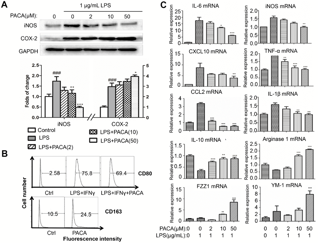 In vitro effects of PACA on macrophage polarization. (A) Effects of PACA on iNOS and COX-2 expression in LPS-stimulated macrophages. Following 2 h pretreatment with PACA, RAW264.7 macrophages were co-stimulated with PACA and LPS for another 24 h. The cellular proteins were analyzed by Western blotting for the expression of iNOS and COX-2 (n = 3). **, pB) Flow cytometric analysis of macrophage biomarker CD80 and CD163. Following 2 h pretreatment with PACA, RAW264.7 macrophages were co-stimulated with PACA, LPS and/or IFN-γ for another 24 h. Macrophages were stained with antibodies against CD80 and CD163 and analyzed by flow cytometry. (C) qRT-PCR analysis for the mRNA levels of macrophage biomarkers. After the treatment as described in Panel B, the total RNAs was isolated and analyzed by qRT-PCR technique. Pro-inflammatory macrophage biomarkers included iNOS, CXCL10, IL-6, CCL2, IL-1β and TNF-α whereas pro-resolving macrophage biomarkers included Arg1, IL-10, FZZ1 and Ym-1 (n = 3). **, p