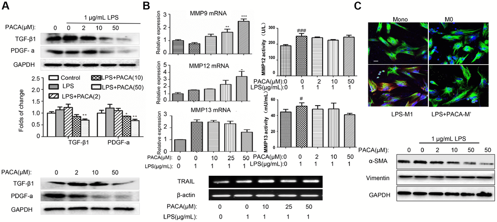 Inhibitory effects of PACA on the expression of pro-fibrotic factors and the activation of cardiac fibroblasts. (A) Inhibitory effects of PACA on TGF-β1 and PDGF-a expression in macrophages. After the treatment with PACA ± LPS, the cellular proteins were analyzed by Western blotting with specific antibodies. Data were expressed as mean ± SD (n = 3), *, pB) qRT-PCR analysis of the mRNAs for MMP9, MMP12, MMP13 and TRAIL. After the treatment with PACA and LPS, the RNAs were isolated and analyzed by qRT-PCR technique. MMP12 and MMP13 activities in the culture medium were measured by ELISA kit. Data were expressed as mean ± SD (n = 3 or n = 4). *, pC) Disruption of macrophage-mediated signals against the activation and survival of cardiac fibroblasts. The conditioned medium was prepared by treating RAW264.7 macrophages with PACA ± LPS. Adult rat cardiac fibroblasts were treated with the conditioned macrophage medium. Cardiac fibroblasts were subsequently stained with antibodies against vimentin and α-SMA and followed by the detection with fluorophore-labelled secondary antibodies. The images were captured under a fluorescence microscope. Green, vimentin; Red, α-SMA; Blue, DAPI. Scale bar: 20 μm. α-SMA expression was also analyzed by Western blotting with specific antibody.