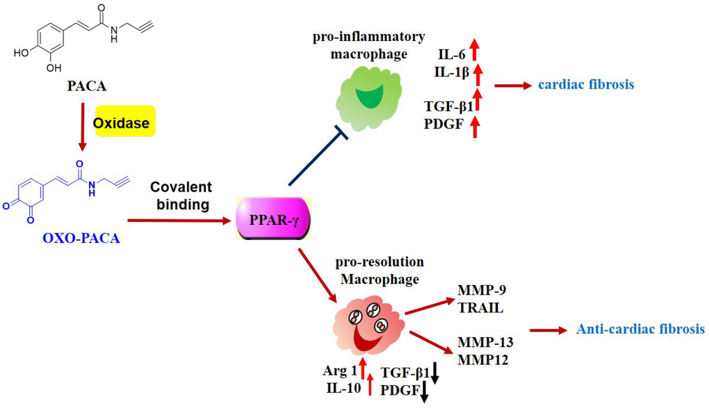 Potential mechanisms underlying the anti-inflammatory and anti-fibrotic activities of PACA. PACA is oxidized to o-quinone, forms covalent conjugate with PPAR-γ and consequently activates PPAR-γ pathway. PPAR-γ activation promotes pro-resolving macrophage polarization, suppresses the expression of TGF-β1, PDGF-a, and maintains the expression of MMPs. Ultimately, PACA attenuates the activation of cardiac fibroblast and the progression of cardiac fibrosis.