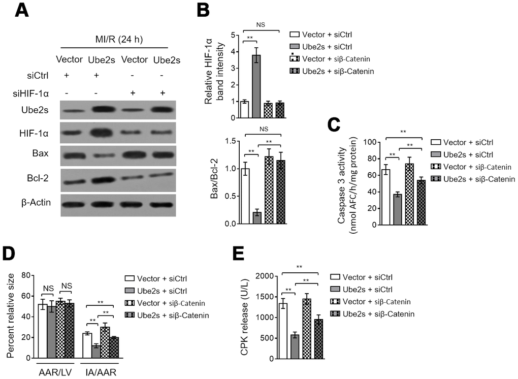 HIF-1α activation mediates Ube2s role in cardiomyocyte apoptosis and MI/R injury. (A–C) C57BL/6 mice were intra-myocardially infected with lentivirus expressing vector control or Ube2s in the presence or absence of transfection of control siRNA (siCtrl) or HIF-1α siRNA (siHIF-1α) 48 h prior to MI/R surgery. Following 24 h of reperfusion, the protein level of Ube2s, HIF-1α, Bax and Bcl-2 in the heart was analyzed by Western blotting. Samples from sham group were used as controls. Each group includes 8 mice. β-Actin was used as a loading control. The representative band images (A) and relative band intensity analysis of HIF-1α and ratio of Bax/Bcl-2 (B) are presented. (C) The supernatants of the homogenized heart samples were collected, and the caspase-3 activity was determined. The results are expressed as the nmol AFC/h/mg protein. Data are mean ± SD. Data were compared using Student’s t-test. **, P D) Heart samples were harvested as described in (A), and the mid-myocardial cross sections were prepared. The infarct size in the heart sections was quantified, and the results of percentage of size are shown. AAR/LVA, ratio of area at risk (AAR) to left ventricular area (LVA); IA/AAR, ratio of infarct area (IA) to AAR. Data are mean ± SD. Data were compared using Student’s t-test. **, P E) C57BL/6 mice were treated as in (A). The samples of serum were collected and the level of creatine phosphokinase (CPK) was quantified. Data are mean ± SD. Data were compared using Student’s t-test. **, P 