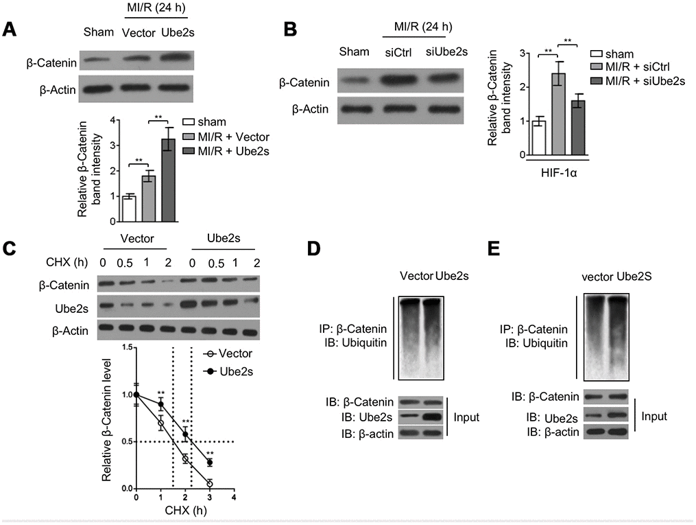 Ube2s stabilizes β-Catenin after MI/R injury. (A) C57BL/6 mice were intra-myocardially infected with lentivirus expressing vector control or Ube2s 48 h prior to MI/R surgery. Following 24 h of reperfusion, the protein level of β-Catenin in the heart was analyzed by Western blotting. Samples from sham group were used as controls. Each group includes 8 mice. β-Actin was used as a loading control. The representative band images (left) and relative band intensity analysis (right) are presented. Data are mean ± SD. Data were compared using Student’s t-test. **, P B) C57BL/6 mice were intra-myocardially transfected with control siRNA (siCtrl) or Ube2s siRNA (siUbe2s) 48 h prior to MI/R surgery. Following 24 h of reperfusion, the protein level of β-Catenin in the heart was analyzed by Western blotting. Samples from sham group were used as controls. Each group includes 8 mice. β-Actin was used as a loading control. The representative band images (left) and relative band intensity analysis (right) are presented. Data are mean ± SD. Data were compared using Student’s t-test. **, P C) The cardiomyocytes overexpressing empty vector or Ube2s were treated with cycloheximide (CHX) for increasing time periods as indicated. The protein expression of β-Catenin and Ube2s was determined by Western blotting analysis. β-Actin was used as a loading control. The representative band images (left) and relative band intensity analysis of β-Catenin (right) are presented. The half-life is depicted by dot line. Data are mean ± SD. Data were compared using Student’s t-test. **, P D) The lysates of cardiomyocytes stably overexpressing empty vector or Ube2s were immunoprecipitated (IP) with β-Catenin antibody. The IP products were further analyzed by Western blotting to detect ubiquitin expression. The expression of β-Catenin and Ube2s in the input fraction is presented below. (E) The lysates of heart tissues from mice, intra-myocardially infected with lentivirus expressing vector control or Ube2s 48 h prior to MI/R surgery, were immunoprecipitated (IP) with β-Catenin antibody. The IP products were further analyzed by Western blotting to detect ubiquitin expression. The expression of β-Catenin and Ube2s in the input fraction is presented below.