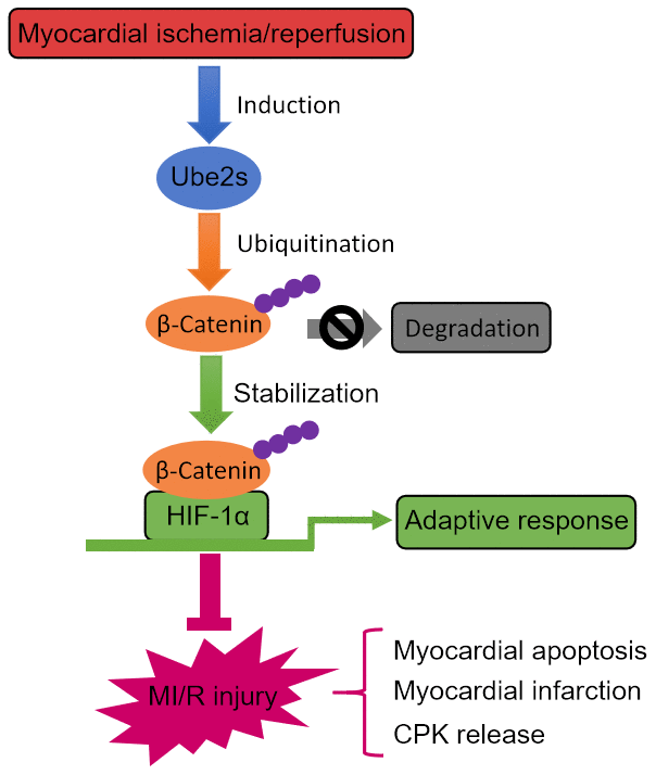 Ube2s/β-catenin/HIF-1α axis protects against MI/R injury. Graphic description of this study. Ube2s promotes HIF-1α activation through stabilizing β-catenin via a mechanism of ubiquitination modification, whereby acting to protect against MI/R injury, including reducing myocardial apoptosis, infarction and CPK release.