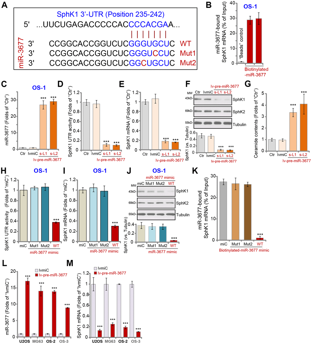 MiR-3677 targets and downregulates SphK1 in human OS cells. MiR-3677 (-3p) putatively targets the 3’-UTR (untranslated region) of human SphK1 (at position 235-242) (A). RNA-Pull down assay results in primary human OS-1 cells demonstrated the direct association between biotinylated-miR-3677 and SphK1 mRNA (B). In parental control OS-1 cells (“Ctr”), stable OS-1 cells with pre-miR-3677-expressing lentivirus (“lv-pre-miR-3677”, s-L1/s-L2, two lines) or with the lentiviral non-sense control miRNA (“lvmiC”) construct, expression of mature miR-3677 (-3p, C), SphK1 mRNA (E) and listed proteins (F) were tested by qPCR and Western blotting assays, with the relative SphK1 3’-UTR activity (D) and ceramide contents (G) tested as well. OS-1 cells were transfected with 500 nM of non-sense microRNA control (“miC”), the wild-type (“WT”) or the mutant miR-3677 (-3p) mimics (sequences listed in A, “Mut1/2”), with SphK1 3’-UTR activity (H) and SphK1 mRNA (I)/protein (J) expression tested after 48h. Furthermore, SphK1 mRNA directly binds to biotinylated-WT miR-3677, but not to the mutants (“Mut1/2”, -biotinylated) in OS-1 cells (K). U2OS and MG63 cells as well as primary human OS cells (OS-2 and OS-3) were infected with lv-pre-miR-3677 or lvmiC, after 48h expression of mature miR-3677 (-3p, L) and SphK1 mRNA (M) was tested. Data were presented as mean ± SD (n=5), and results were normalized. ***P