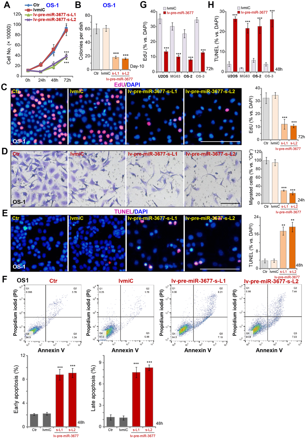 Ectopic overexpression inhibits OS cell progression in vitro. Sable OS-1 cells with the pre-miR-3677-expressing lentivirus (“lv-pre-miR-3677”, s-L1/s-L2, two lines) or with non-sense control miRNA (“lvmiC”), as well as the parental control OS-1 cells (“Ctr”), were cultured, with cell growth curve shown in (A); Cell colony formation (B), proliferation (EdU incorporation, C) and migration (“Transwell” assay, D) were tested by mentioned assays, with cell apoptosis examined by TUNEL staining (E) and Annexin V FACS (F) assays. U2OS cells and MG63 cells as well as primary human OS cells (OS-2 and OS-3) were infected with lv-pre-miR-3677 or lvmiC for indicated time periods, cell proliferation and apoptosis were tested by EdU incorporation (G) and TUNEL staining (H), respectively. For in vitro cell functional assays, the exact same number of viable cells with different genetic modifications were initially plated into each well/dish (at 0h/Day-0, same for all figures). Data were presented as mean ± SD (n=5), and results were normalized. ***PC–E).