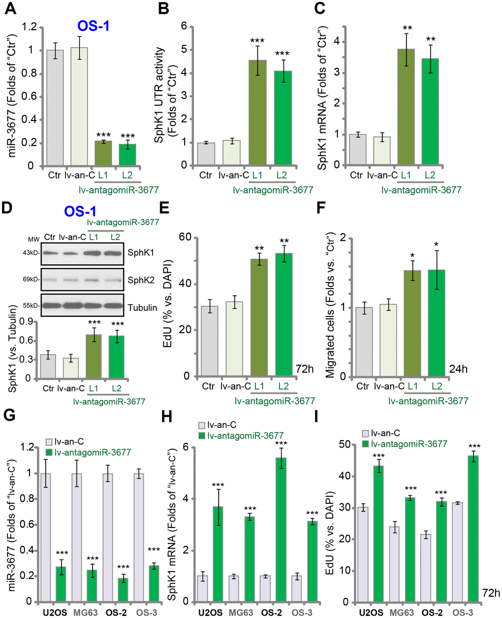 Forced inhibition increases SphK1 expression, promoting OS cell progression in vitro. Expression of listed genes in parental control OS-1 cells (“Ctr”), OS-1 cells with pre-miR-3677 anti-sense lentivirus (“lv-antagomiR-3677”, L1/ L2, two lines) or non-sense anti-sense construct (“lv-an-C”), was tested by qPCR (A and C) and Western blotting (D) assays, with the relative SphK1 3’-UTR activity examined (B); Cell proliferation and migration were tested by EdU incorporation (E) and “Transwell” (F) assays, respectively. The listed OS cells were infected with lv-antagomiR-3677 or lv-an-C for 48h, expression of mature miR-3677 (-3p, G) and SphK1 mRNA (H) was tested, with cell proliferation examined by EdU incorporation assays (I). Expression of listed proteins was quantified, normalized to the loading control Tubulin (G). Data were presented as mean ± SD (n=5), and results were normalized. ***P