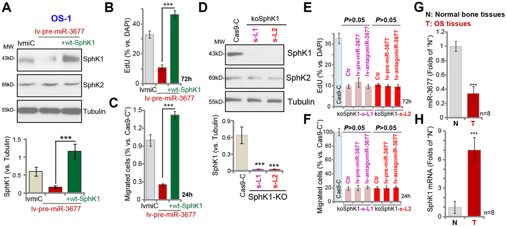 MiR-3677 overexpression inhibits OS cell progression by targeting SphK1. Stable OS-1 cells with pre-miR-3677-expressing lentivirus (“lv-pre-miR-3677”, s-L1) were further transfected with lentiviral SphK1-expresing construct (“+wt-SphK1”), control cells were transduced with the lentiviral construct with control miRNA (“lvmiC”), expression of listed proteins was shown (A); Cells were further cultured, cell proliferation and migration were tested by EdU incorporation (B) and “Transwell” assay (C), respectively; and results were quantified (B and C). Expression of listed proteins in stable OS-1 cells with the CRISPR-Cas9-SphK1-KO-GFP construct (“koSphK1-s-L1/koSphK1-s-L2”, two lines) or control construct (“Cas-9-C”) was shown (D). The koSphK1 cells were further infected with lv-antagomiR-3677 or lv-pre-miR-3677 for 48h, with cell proliferation (E) and migration (F) tested; and results were quantified. Expression of miR-3677 (G) and SphK1 mRNA (H) in eight (n=8) different human OS tissues (“T”) and surrounding normal bone tissues (“N”) was tested. Data were presented as mean ± SD, and results were normalized. ***PA–C). ***PD). ***PG and H). Experiments in this figure were repeated five times with similar results obtained.
