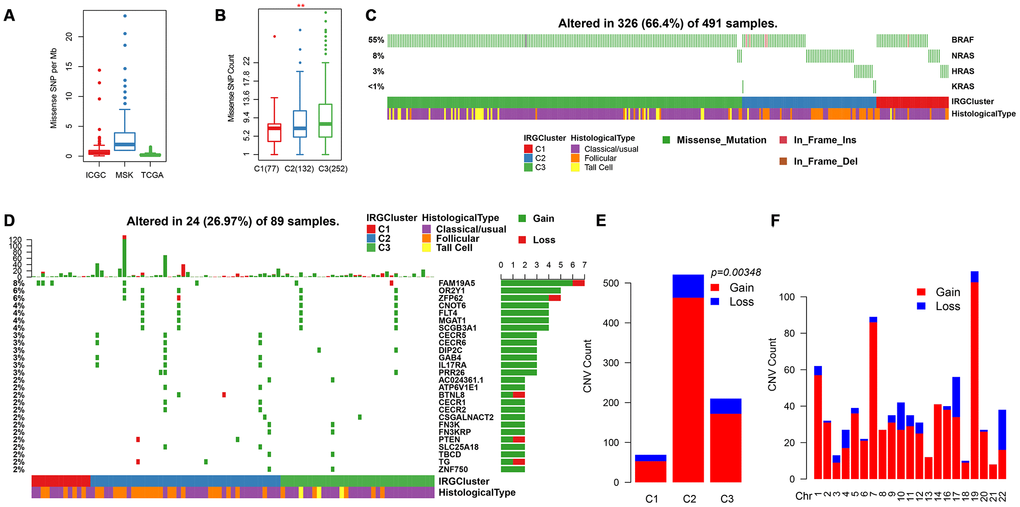 Genomic mutations in IRGCluster. (A) Quantity distribution of missense mutation (count per Mb) in ICGC, MSK and TCGA data sets. (B) Quantity distribution of mutations in IRGCluster sample. (C) BRAF and RAS gene mutations distribution. (D) CNV distribution in the top 27 gene. (E) CNV distribution in the IRGCluster sample. (F) Genomic distribution of CNV. Considering the instability of the INDEL detection, only the missense type mutation site is selected here.