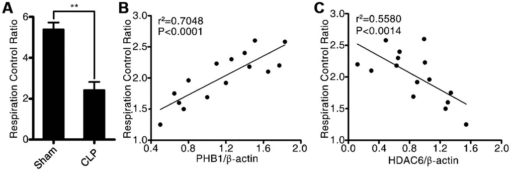 HDAC6 can regulate PHB1-mediated mitochondrial respiration. (A) The mitochondrial respiratory control rate; (B) the correlation between the mitochondrial respiratory control rate and PHB1 expression; and (C) the correlation between the mitochondrial respiratory control rate and HDAC6 expression in CLP-induced sepsis rats and healthy control rats. Results are expressed as the mean ± SEM. **P 