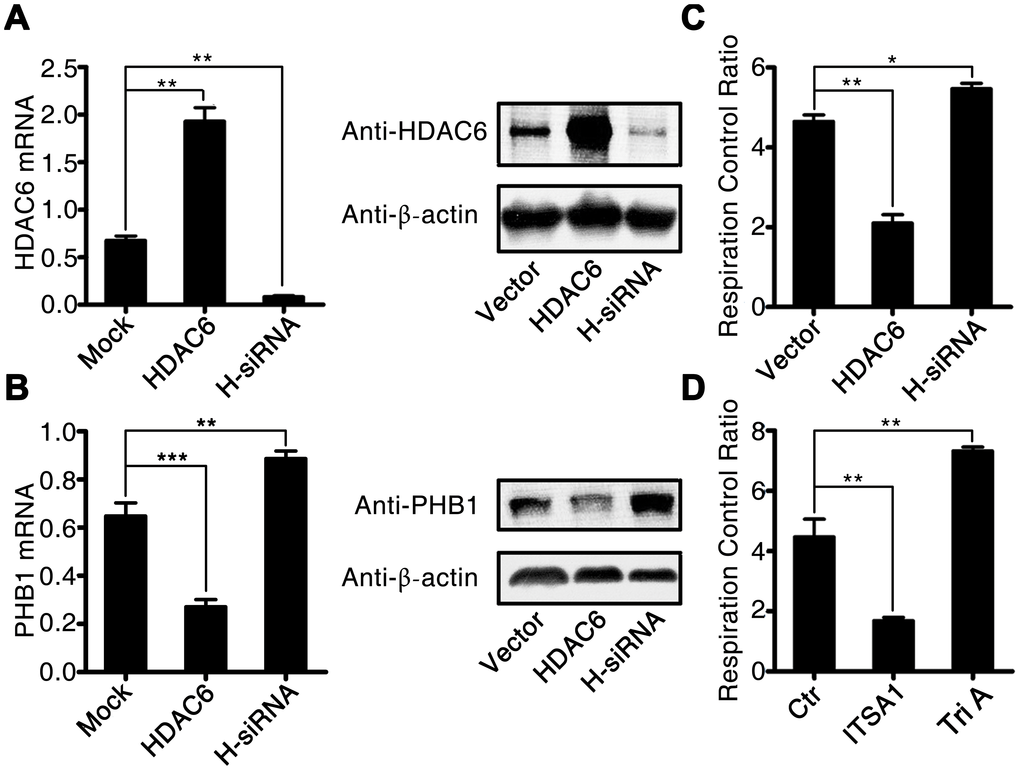 HDAC6 inhibits the expression of PHB1 and causes subsequent mitochondrial dysfunction. U937 cells were infected with an HDAC6–expressing or HDAC6-specific shRNA–expressing lentivirus, and then gene expression and the mitochondrial respiratory control rate were determined to evaluate the influence of HDAC6 on mitochondrial function. (A) HDAC6 mRNA and protein expression; (B) PHB1 mRNA and protein expression; and (C) the mitochondrial respiratory control rate in lenti-HDAC6 (HDAC6 overexpressing) and lenti-sh-HDAC6 (HDAC6 knockdown) U937 cells. (D) The mitochondrial respiratory control rate in HDAC6 agonist (ITSA1) and HDAC6 inhibitor (Tri A) treated macrophages. Results are expressed as the mean ± SEM. **P 