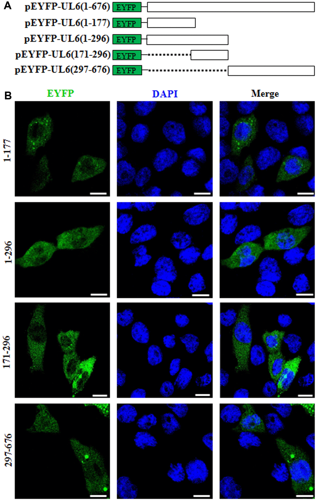 Subcellular distribution of the UL6 deletion mutants. (A) Schematic representation of wild-type UL6 protein and its N- and C-terminus deletion mutants fused with the C-terminus of EYFP. (B) Subcellular distribution of these UL6 deletion mutants shown in (A). Cells were stained with DAPI to visualize the nuclei. All scale bars indicate 10 um. Statistical analysis of the fluorescence was shown in Table 2.