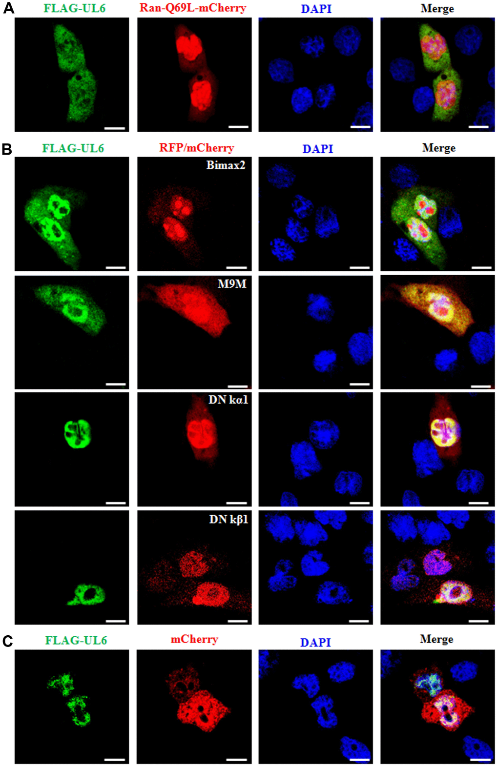Nuclear import mechanism of UL6. (A) Fluorescence microscopy of COS-7 cells co-transfected with plasmids pFLAG-UL6 and pRan-Q69L-mCherry. (B) Fluorescence microscopy of COS-7 cells co-transfected with plasmid pFLAG-UL6 and plasmid encoding Bimax2-RFP, M9M-RFP, DN kα1-mCherry or DN kβ1-mCherry. (C) Fluorescence microscopy of COS-7 cells co-transfected with pFLAG-UL6 and pmCherry-N1. FITC-labeled proteins and mCherry fusion proteins were shown in its original color green and red, respectively, and the merged image was presented in yellow signal. All scale bars indicate 10 um, Statistical analysis of the fluorescence was shown in Table 3.