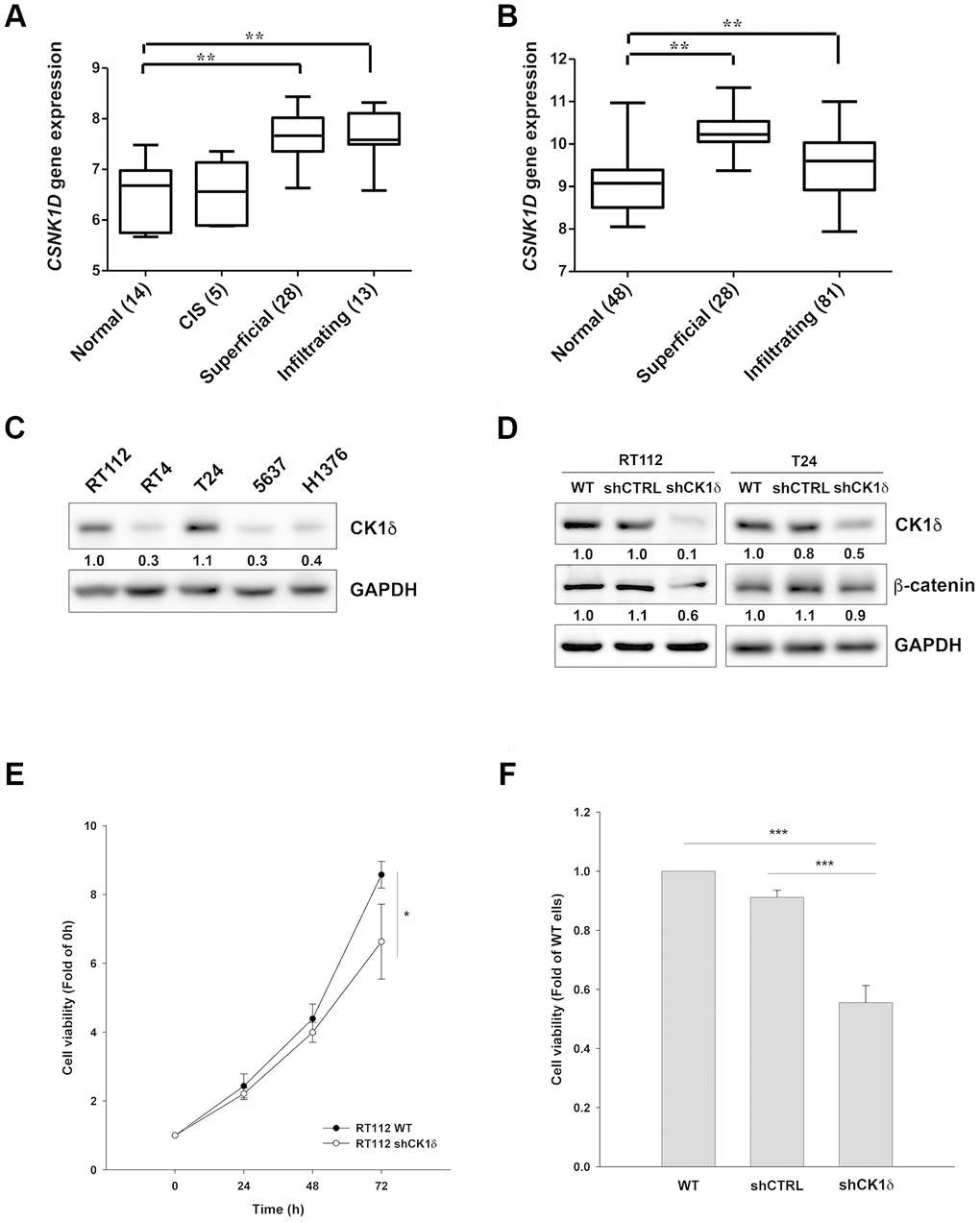 CK1δ promotes growth of bladder cancer cells. (A, B) Gene expression levels of CSNK1D in tissue samples of normal, carcinoma in situ (CIS), superficial and infiltrating bladder cancer patients obtained from Dyrskjot bladder dataset (A) or Sanchez-Carbayo bladder dataset (B). **PC) Protein levels of CK1δ in different bladder cancer cell lines analyzed by Western blotting. (D) Control shRNA (shCTRL) or shCK1δ plasmids were transduced into RT112 and T24 cells by lentivirus and the cells were subjected to Western blotting with the indicated antibodies. (E, F) CK1δ knockdown decreases the viability of RT112 (E) and T24 (F) cells at 72 h by MTT assay. Date are represented as mean ± S.D. *PP