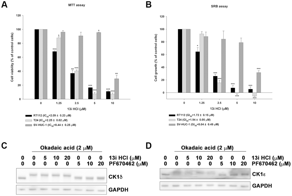 Compound 13i HCl exhibits anti-proliferative activity in bladder cancer cells. (A, B) RT112, T24 and SV-HUC-1 cells were exposed to the indicated concentrations of 13i HCl for 48 h and subjected to MTT assay (A) or SRB assay (B) to analyze cell viability and proliferation, respectively. Data are represented as mean ± S.D. (n=3) *PPPC, D) RT112 cells were treated with the indicated concentrations of 13i HCl and PF670462 in the presence of okadaic acid (2 μM) for 1 h and subjected to Western blotting by using CK1δ (C) and CK1ε (D) antibodies.