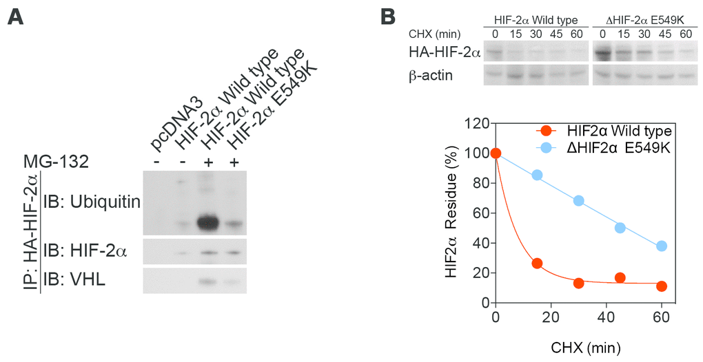 Stability is increased, while enzymatic function is maintained, in mutant HIF-2α protein. (A) An immunoprecipitation assay demonstrated lower affinity of mutant HIF-2α protein for binding to VHL and subsequent decreases in ubiquitination and proteasome degradation. (B) A cycloheximide assay confirmed that stabilization of mutant HIF-2α extended the half-life of the mutant protein.