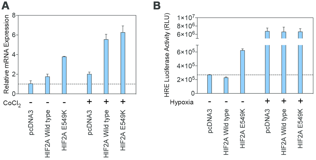 Transcription of the mutant HIF-2α protein is maintained under normoxic and hypoxic conditions. (A) Results from real-time PCR demonstrated similar transcription levels for the wildtype and mutant HIF2A genes under conditions of normoxia and simulated hypoxia. (B) A luciferase assay using Hep3B cells transfected with wildtype and p.E549K HIF2A confirmed these findings.