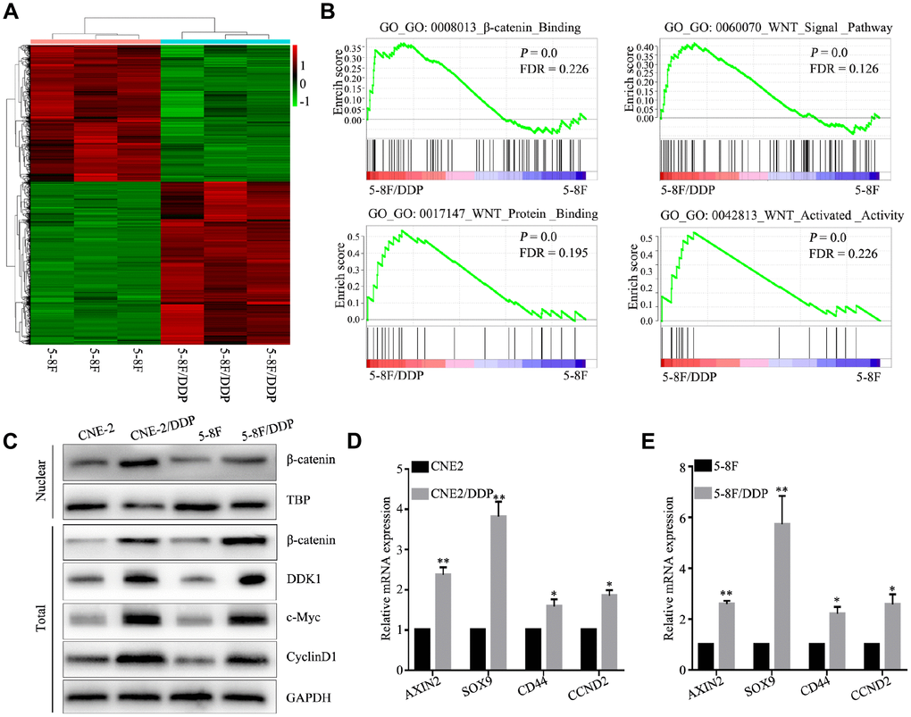 DDP chemoresistance in NPC cells is mediated through activation of the Wnt/β-catenin pathway. (A) Heatmap of differentially expressed genes in 5-8F and 5-8F/DDP cell lines by RNA sequencing. (B) Differentially enriched Wnt/β-catenin pathway-related signatures between 5-8F and 5-8F/DDP cell lines, determined by gene set enrichment analysis (GSEA). (C) Protein expression of Wnt/β-catenin in the CNE2 and CNE2/DDP, 5-8F and 5-8F/DDP cell lines, as determined by western blot. (D, E) mRNA expression of the Wnt/β-catenin downstream genes (AXIN2, SOX9, CD44 and CCND2) in CNE2 and CNE2/DDP cell lines (D) and 5-8F and 5-8F/DDP cell lines (E) as determined by qPCR. All of the experiments were performed at least three times. Data presented are the mean ± SD; **P t-test.