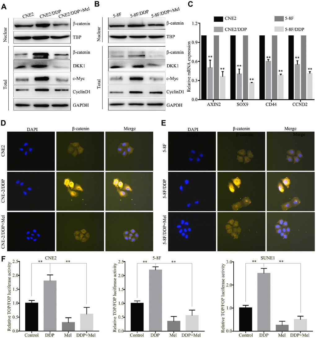 Melatonin reverses DDP chemoresistance by inhibiting β-catenin nuclear translocation. (A, B) Protein expression of β-catenin, DKK1, c-Myc and CylincD1 in the CNE2 and CNE2/DDP (A), 5-8F and 5-8F/DDP cell lines (B) treated with melatonin (2 mM) for 48 hr, as determined by western blot. (C) mRNA expression of Wnt/β-catenin downstream genes (AXIN2, SOX9, CD44 and CCND2) in CNE2 and CNE2/DDP, 5-8F and 5-8F/DDP cell lines treated with melatonin (2 mM) for 48 hr, as determined by qPCR. (D, E) Representative images of immunofluorescent staining for β-catenin in CNE2 and CNE2/DDP (D), 5-8F and 5-8F/DDP (E) treated with or without melatonin (2 mM) for 48 hr. (F) Relative luciferase activity of NPC cells transfected with the TOP/FOPFlash vector and pRL-TK vector. Data presented are the mean ± SD; **P t-test.