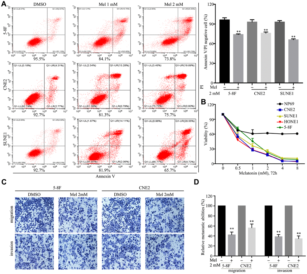 Melatonin inhibits malignant properties of NPC cells. (A) Representative images (left panel) and quantification (right upper panel) of cell apoptosis in the indicated cells treated with melatonin (Mel, 48 hr), as determined by AnnexinV/propidium iodide (PI) assay. (B) The cell viability of the indicated cells incubated with melatonin (72 hr) was determined by CCK-8 assay. (C, D) Images and quantification of migrated (C) and invaded (D) NPC cells treated with melatonin (2 mM) for 24 hr were analyzed in transwell assays. Data presented are the mean ± SD; **P t-test.