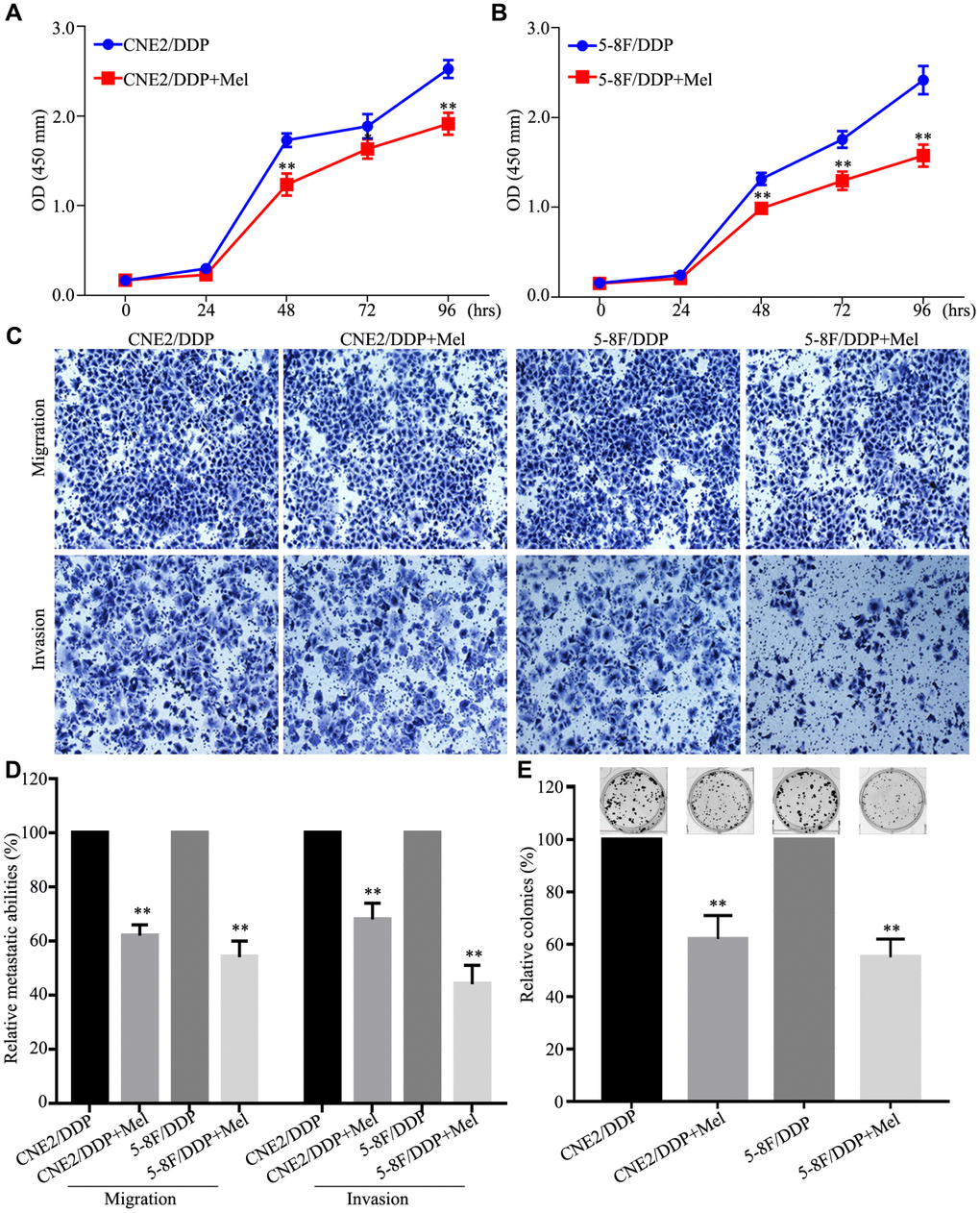 Melatonin reverses DDP chemoresistance in NPC DDP-resistant cells. (A, B) The cell viability of the CNE2/DDP (A) and 5-8F/DDP (B) cells treated with melatonin (2 mM) was determined by CCK-8 assay. (C, D) Images (C) and quantification (D) of transwell migration and invasion assays. (E) Images (up) and quantification (down) clonogenic colony formation assays of the CNE2/DDP and 5-8F/DDP cells treated with melatonin for 2 weeks. All of the experiments were performed at least three times. Data presented are the mean ± SD; **P P t-test.