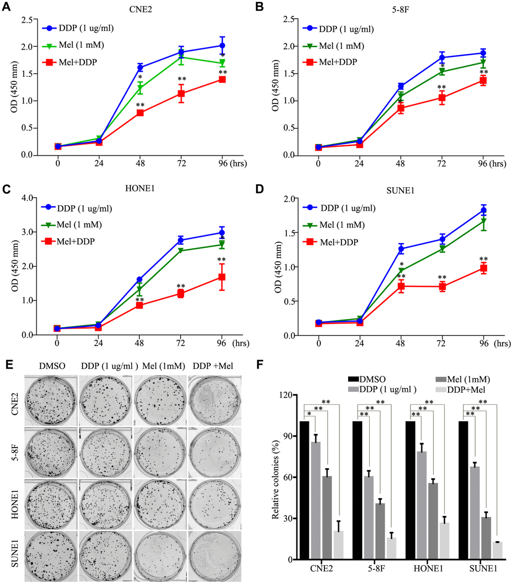 Effects of melatonin and DDP combination on malignant properties of nasopharyngeal carcinoma (NPC) cells. (A–D) The cell viability of the CNE2 (A), 5-8F (B), HONE1 (C) and SUNE1 (D) cells incubated with melatonin (72 hr) (green line) alone and DDP alone (blue line) or melatonin with DDP combination (red line) was determined by CCK-8 assay. (E, F) Images (E) and quantification (F) clonogenic colony formation assays of the indicated cells treated with melatonin for 2 weeks. All of the experiments were performed at least three times. Data presented are the mean ± SD; **P P t-test.