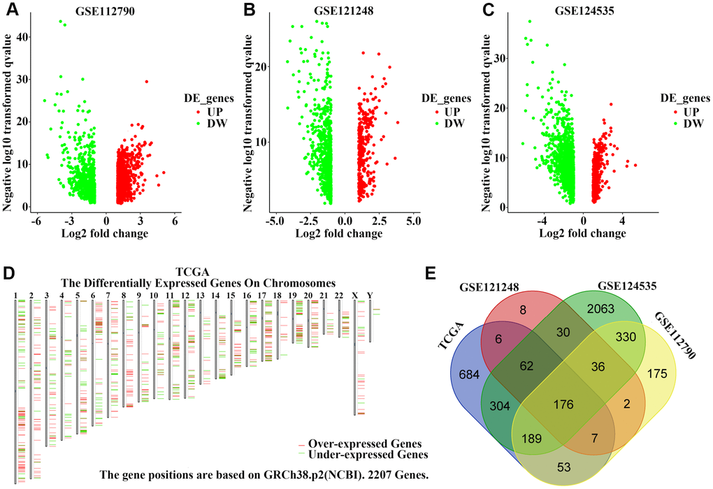 Identification of upregulated genes in hepatocellular carcinoma (HCC) tissues. (A–C) Volcano plot visualizing the differentially-expressed genes between HCC and non-tumor tissues in (A) GSE112790, (B) GSE121248, and (C) GSE124535 datasets. Each symbol represents a gene, and red or green colors indicate upregulated or downregulated genes, respectively. (D) The specific chromosomal locations of differentially-expressed genes between HCC and non-tumor tissues in the TCGA cohort. Red indicates overexpressed genes and green indicates downregulated genes. The vertical line represents chromosomes. (E) Common upregulated genes among GSE112790, GSE121248, GSE124535, and TCGA datasets.