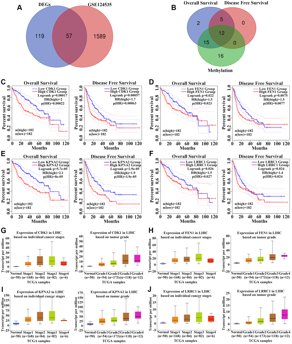 Identification of 12 upregulated hub genes among HCC datasets. (A) Among the 176 upregulated genes, 57 genes with higher protein levels in HCC tissues based on GSE124535 datasets were obtained. (B) We identified 12 upregulated hub genes by considering genes that were negatively associated with overall survival (OS) and disease-free survival (DFS) in HCC patients and genes that were hypomethylated. (C–F) Analysis of the association between CDK1 (C), FEN1 (D), KPNA2 (E), and LRRC1 (F) expression and OS/DFS among HCC patients in the TCGA cohort. (G–J) Analysis of the association between CDK1 (C), FEN1 (D), KPNA2 (E), and LRRC1 (F) expression and cancer stage/tumor grade among HCC patients in the TCGA cohort. p-values are shown in Supplementary Table 3.