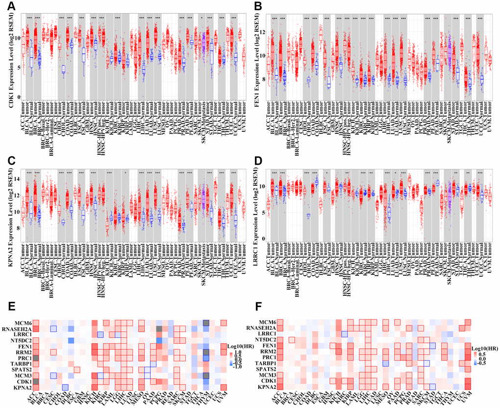 Detection of the expression of 12 hub genes in other types of cancer. (A–D) Boxplot of CDK1 (A), FEN1 (B), KPNA2 (C), and LRRC1 (D) expression in different types of cancer and normal tissues from the TCGA pan-cancer cohort. (E–F) Survival analysis examining the correlation between 12 hub genes and overall survival (OS) (E) or disease-free survival (DFS) (F) among different types of cancer patients in the TCGA cohort. Red wireframe indicates statistical differences. Red and blue colors show that gene expression was negatively and positively correlated with OS/DFS, respectively.