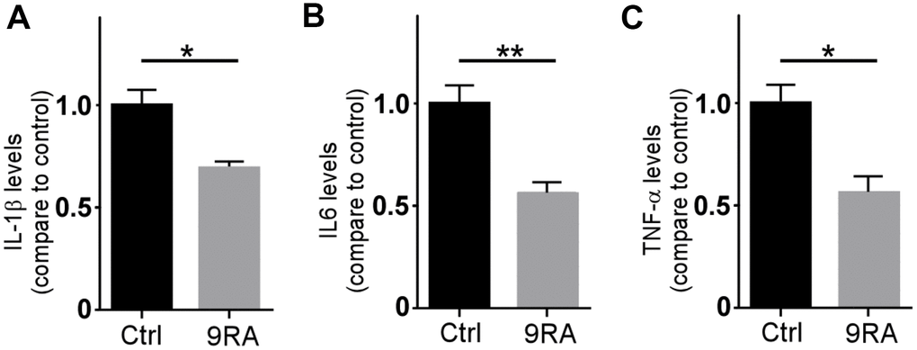 9-cis RA reduced amyloid-associated neuroinflammation. (A–C) The levels of IL-1β, IL-6, and TNF-α in the cortex of APP/PS1 were examined by ELISA. Data represent the mean ± SEM (n=6). *, P 