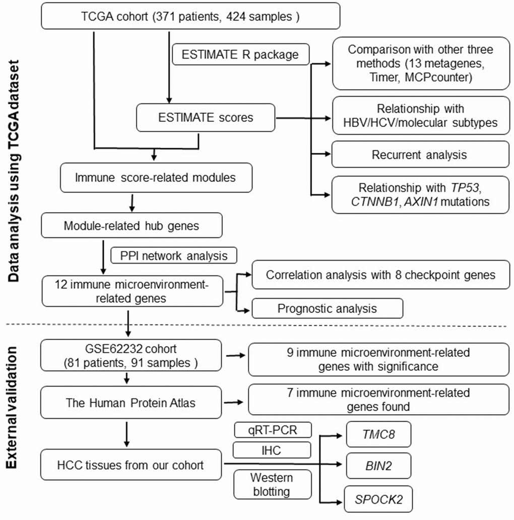 Flowchart describing the procedure of analyzing and validating the prognostic values of immune scores and immune microenvironment-related genes.