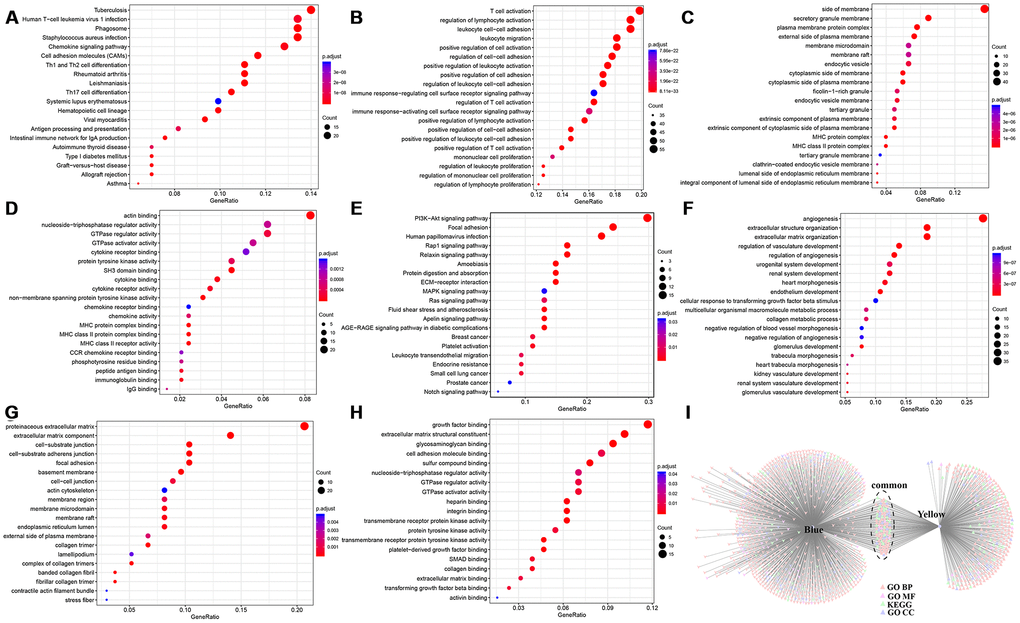 Enrichment analysis of genes in modules most relevant to immune scores. Top 20 (A) KEGG pathway, (B) GO BP, (C) GO CC, and (D) GO MF enriched by Blue module. Top 20 (E) KEGG pathway, (F) GO BP, (G) GO CC, and (H) GO MF enriched by Yellow module. (I) Intersections of KEGG pathway and GO Term enriched by Blue and Yellow modules. BP, biological processe. CC, cell component. MF, molecular function.