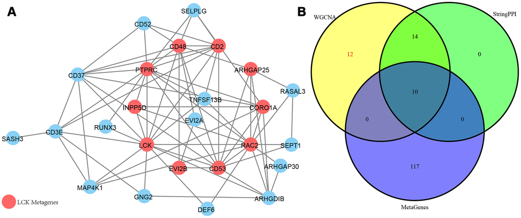 (A) PPI network of the immune microenvironment genes. Red circle was LCK Metagenes. Light blue circle represented genes belonged to Blue module. (B) Venn diagram showing the number of genes in WGCNA, StringPPI and LCK Metagenes. WGCNA was from co-expression network. StringPPI was from direct interaction with LCK Metagenes in protein interaction network. MetaGenes was a merger of 13 set of MetaGenes.
