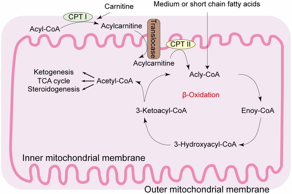 Diagrammatic representation of the mitochondrial fatty acid β-oxidation. During β-oxidation in the mitochondria, free fatty acids (FFAs) undergo step-wise enzymatic dehydrogenation, hydration, a second dehydrogenation, and thiolysis to generate a single 2-carbon acetyl-CoA molecule and a shortened fatty acid. The cycle is repeated until the fatty acid is completely broken down into its constituent acetyl-CoA subunits. The acetyl-CoA molecules enter the citric acid cycle to produce energy-rich NADH and FADH2 molecules that are then converted to ATP in the electron transport chain. Under fasting conditions, acetyl-CoA molecules are converted into ketone bodies (acetoacetate and β-hydroxybutyrate), which are released by the liver to be oxidized in peripheral tissues by the tricarboxylic acid cycle. CPT: carnitine palmitoyl transferase; TCA: tricarboxylic acid.