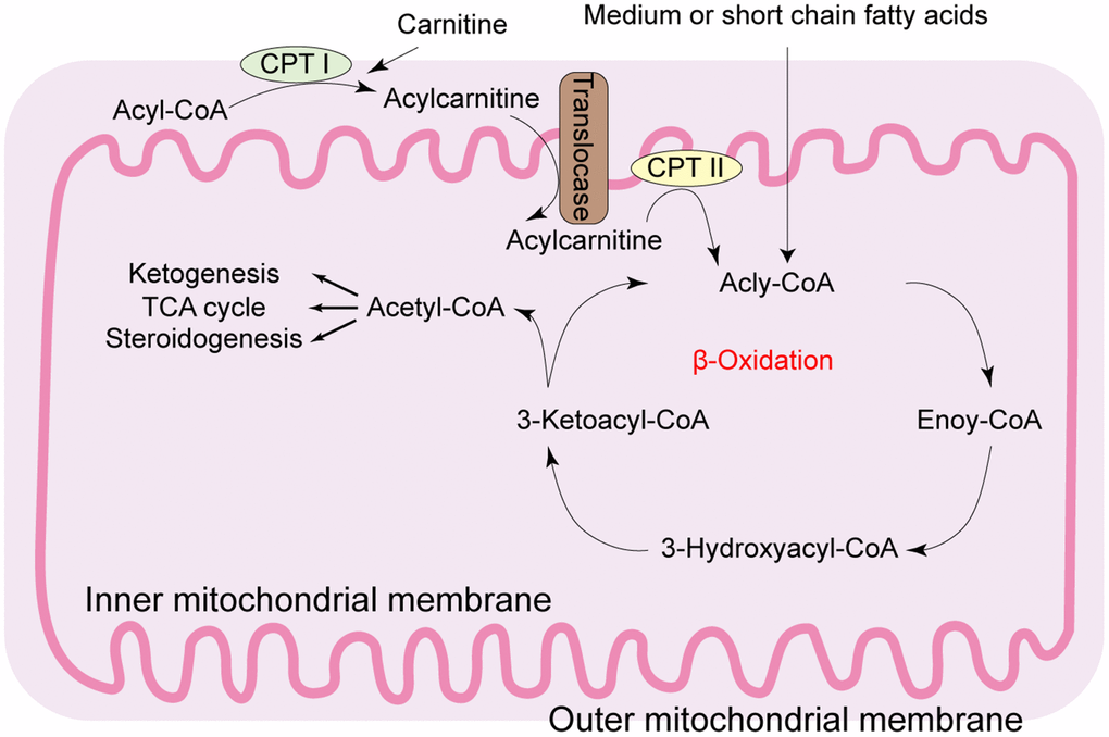 Role of mitochondrial quality control in the pathogenesis of nonalcoholic fatty  liver disease