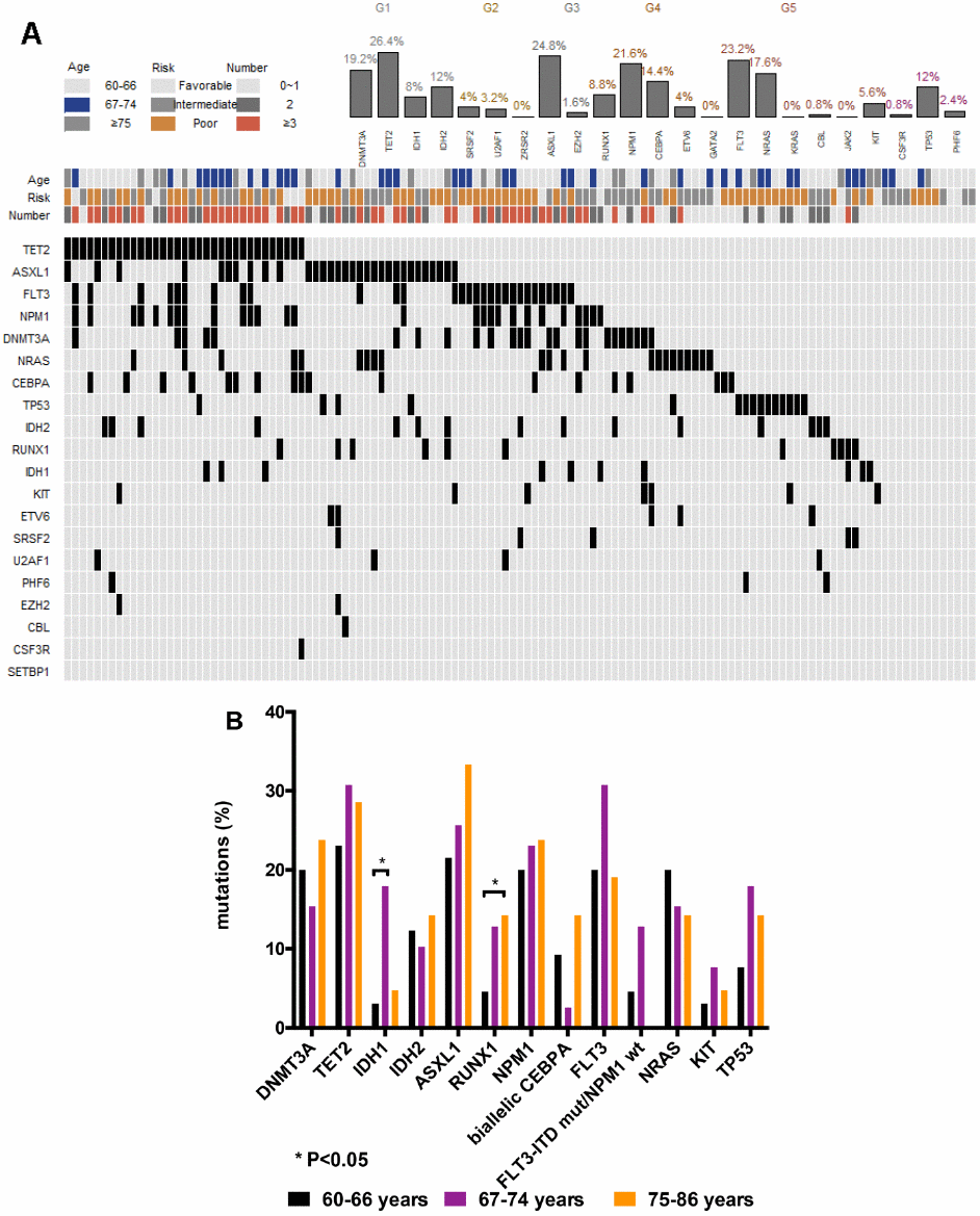 Genetic landscape of elderly AML patients. (A) Heatmap showing associations between different gene mutations. Each column represents one patient. (B) Gene mutations in 125 AML patients ≥ 60 years of age at primary diagnosis. Bar chart showing the 13 most commonly mutated genes in elderly AML patients aged 60-66, 67-74, and 75-86 years at primary diagnosis.