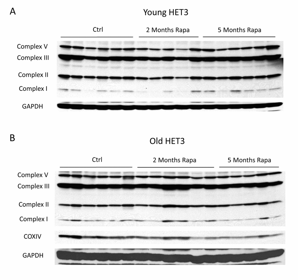 Rapamycin does not change mitochondrial protein expression in Het3 mice from invention testing program. Mitochondrial oxidative phosphorylation complexes were measured in (A) young (6-month-old) or (B) old (21-month-old) HET3 mice treated with rapamycin-containing diet for 2 months or 5 months. Antibodies as described for Figure 2.