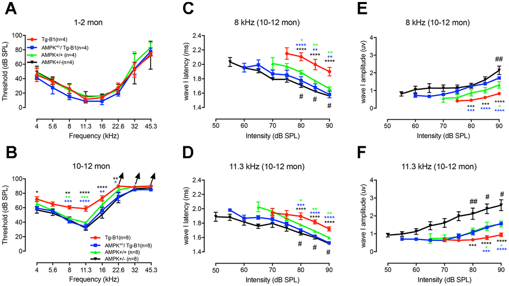 General ABR findings reveal the protective effect of AMPK KO. Auditory thresholds were evaluated by ABRs at age of 1-2 months (A) and 10-12 months (B) for four genotype groups. There is no significant difference in ABR thresholds for all four genotypes at 1-2 months (F(3,12)=2.972, p=0.0744, two-way ANOVA followed by Bonferroni post-test), while at 10-12 months of age, around 20dB threshold elevation was observed in Tg-B1 mice (red) at 8 kHz (Tg-B1 vs. WT, F(1,14)=28.974, pvs. WT, F(1,14)=21.912, p+/−/Tg-B1 mice (blue) showed significantly lower ABR thresholds compared to Tg-B1 mice at 10-12 month, for 8 kHz (Tg-B1 vs. AMPK+/−/Tg-B1, F(1,14) =50.479, p(1,14)=25.455, p(1,14)=8.463, p=0.011, one-way ANOVA followed by Bonferroni post-test) and showed similar ABR thresholds to wild type controls (AMPK+/−/Tg-B1 vs. WT, F(5,84)=0.3781, p=0.8625, two-way ANOVA followed by Bonferroni post-test). However, there were no significant differences in ABR thresholds among AMPK+/−/Tg-B1 (blue), wild type controls (green) and AMPK+/− (black) groups (F(10,126)=0.392, p=0.9482, two-way ANOVA followed by Bonferroni post-test). Arrowhead points excluded mice that showed no response at 90 dB SPL, the upper limit of the ABR recording. Number of mice with “no response” at 90 dB SPL: Tg-B1 mice at 22.6 kHz, n=2, 32 kHz, n=2, 45.3 kHz, n=3; AMPK+/−/Tg-B1 mice at 22.6 kHz, n=0, 32 kHz, n=1, 45.3 kHz, n=3; WT mice at 22.6 kHz, n=0, 32 kHz, n=1, 45.3 kHz, n=4 and AMPK+/− mice at 22.6 kHz, n=0, 32 kHz, n=0, 45.3 kHz, n=3. (C–F) Amplitudes and latencies of ABR wave I in different genotype groups aged 10-12 months from 50-90 dB SPL (8 and 11.3 kHz) were computed from sorted ABR wave traces. In contrast to the AMPK+/−/Tg-B1 and wild type mice, latencies of ABR wave I are remarkably prolonged in Tg-B1 mice at 8 kHz (Tg-B1 vs. WT, F(1,14)=11.7, p=0.0041; Tg-B1 vs. AMPK+/−/Tg-B1, F(1,14)=15.71, p=0.0014; AMPK+/−vs. WT, F(1,14)=19.84, p=0.0005, Figure 1C) and 11.3 kHz (Tg-B1 vs. WT, F(1,14)=14.91, p=0.0017; Tg-B1 vs. AMPK+/−/Tg-B1, F(1,14)=40.26, p+/−vs. WT, F(1,14)=8.752, p=0.0104, two-way ANOVA followed by Bonferroni post-test, Figure 1D). Besides, significantly decreased amplitude of peak I was noticed in Tg-B1 mice at 8 kHz (F(1,14)=6.091, p=0.0271, Figure 1E) and 11.3 kHz (F(1,14)=7.792, p=0.0144, two-way ANOVA followed by Bonferroni post-test, Figure 1F) as compared to wild type controls. Significant increases of ABR wave I amplitude in AMPK+/−/Tg-B1 mice at both 8 kHz (F(1,14)=63.76, p(1,14)=27.82, p=0.0001, two-way ANOVA followed by Bonferroni post-test) were also observed as compared to Tg-B1 mice. Briefly, AMPK+/−/Tg-B1 mice exhibited significantly increased wave I amplitudes (E, F) and shorter wave I latencies (C, D) as compared to those in Tg-B1 mice. Furthermore, AMPK+/− mice (black) showed increased wave I amplitudes as compared to wild type mice (green) at both 8 kHz (F(1,14)=7.653, p=0.0151) and 11.3 kHz (F(1,14)=8.656, p=0.0107, two-way ANOVA followed by Bonferroni post-test), as marked with a pound sign (#). The bar graph represents the mean threshold/wave I amplitude or latency ± SEM (n=8). Asterisks symbolized statistically significant differences at the indicated frequencies and sound intensities.