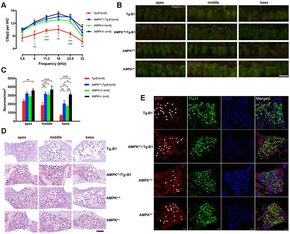 Downregulation of AMPK protects IHC ribbon synapses and SGNs. (A) Aging Tg-B1 mice showed reduced number of IHC synapses across all frequencies ranged from 5.6 to 32 kHz (F(1,10)=25.6, p=0.0005, two-way ANOVA followed by Bonferroni post-test) as compared to wild type controls. Significant increases of ribbon counts in IHCs at 8, 11.3, 16 and 22.6 kHz regions were observed in AMPK+/−/Tg-B1 (blue) mice compared to Tg-B1 (red) mice (F(1,10)=34.23, p=0.0002, two-way ANOVA followed by Bonferroni post-test) and the former showed almost similar numbers of ribbons to that in WT controls (green). Data are presented as the mean ± SEM, * PB) Representative z-stack confocal images in the IHC synapse areas from apical, middle and basal cochlear turns in four genotype groups aged 10-12 months showed co-staining in cochlear whole mount preparations with the presynaptic (CtBP2 for RIBEYE, Green puncta) and postsynaptic marker (GluR2, red puncta). CtBP2 in the IHC areas, seen as a cloud of ~0.4-0.6 um puncta, clustered at the basolateral pole. The IHC nuclei were also labeled due to the nuclear expression of CtBP2. Scale Bar=10 μm. (C) Statistics of SGN density (Number of SGNs/Area of Rosenthal’s canal) showing the significant SGNs degeneration in Tg-B1 (red bars) mice as compared to WT controls (green bars) (F(1,10) =40.67, p+/−/Tg-B1 mice (blue bars) has a remarkable increase compared to Tg-B1 mice (F(1,10)=59.99, pD) Representative H&E staining images of SGNs taken from cochleae of aging mice at 10-12 months. The neurons in AMPK KO mice were arranged tightly whereas significant reduction of SGN number occurred in the basal turn of WT controls and more aggravated in the middle and basal turns in Tg-B1 mice. Scale bar=50 μm. (E) Representative immunostaining for MBP expression in SGN in four genotype mice. MBP+ myelin sheaths (red) enclose type I SGNs (green) in Rosenthal’s canal of the middle turn of the cochlea. SGNs are co-identified with DAPI (blue) and TUJ1(green) staining. The MBP+ myelin sheath was considered intact if enveloped more than 80% of the outline of the perikarya. Intact MBP+ myelin sheaths are marked by asterisks while broken MBP+ myelin sheaths are indicated by arrows. A decline of intact MBP+ myelin sheath was found in Tg-B1 mice cochlea. Scale bar=20 μm.