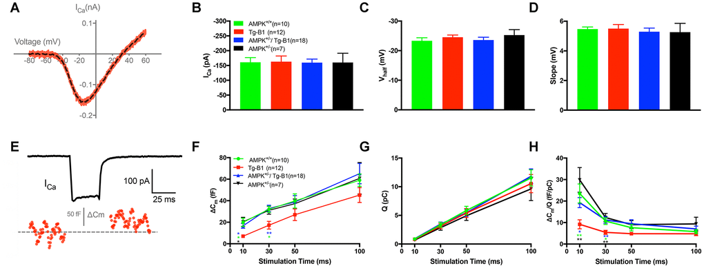 IHC patch clamp recordings reveal normal calcium current but reduced vesicle release in Tg-B1 mice. (A) Representative trace for voltage-dependent calcium current (ICa) of WT controls mice (red curve) showed I-V relationship of calcium current in IHCs after leakage subtraction and fitted with a double exponential function (dotted line in black). (B–D) The Ca2+ current amplitude (ICa, Panel B), the voltage of half-maximal activation (Vhalf, Panel C) and the slope of the calcium activation curve (Panel D) were obtained from the current-voltage relationship fitted with Boltzmann function. No significant differences of ICa (F(3,43)=0.0074, p=0.9991), Vhalf (F(3,43)=0.5325, p=0.6624) and Slope of ICa (F(3,43)=0.2187, p=0.8829, one-way ANOVA followed by Bonferroni post-test) were found in IHCs of each group. (E) Representative trace of whole-cell membrane capacitance (Cm) shows measurements of exocytosis of IHC. The depolarization step stimulus induced ICa and triggered exocytosis (ΔCm) in WT. (F-H) Stimulus durations from 10 to 100 ms were applied to examine the release of synaptic vesicles. (F): The ΔCm significantly reduced in the Tg-B1 group compared to WT controls for shorter stimuli of 10 ms (p=0.0148) and 30 ms (p=0.0289). AMPK+/−/Tg-B1 mice (blue) exhibited significantly larger membrane capacitance change (ΔCm) than Tg-B1 mice (red) at stimulus durations of 10 ms (p=0.0463) and 30 ms (p=0.0052, one-way ANOVA followed by Bonferroni post-test). Although presented as a trend, stimulus time longer than 50 ms show no significant difference in ΔCm of all groups. (G): Ca2+ current charge (QCa) has no significant difference (F(3,43)=0.3077, p=0.8197, two-way ANOVA followed by Bonferroni post-test) for each group for each stimulus duration. (H): The ratio of ΔCm/Q, which reflects Ca2+ efficiency in triggering exocytosis, was significantly lower in IHCs from Tg-B1 mice (red) compared to WT controls (green) for stimulation of 10 ms (p=0.005, one-way ANOVA followed by Fisher’s LSD post-test) and 30 ms (p=0.024, one-way ANOVA followed by Fisher’s LSD post-test), while there was a significant elevation of ΔCm/Q for short stimulation of 10 ms (p=0.020, one-way ANOVA followed by Fisher’s LSD post-test) and 30 ms (p=0.005, one-way ANOVA followed by Fisher’s LSD post-test) in AMPK+/−/Tg-B1 mice (blue) compared to Tg-B1 group, similar to WT controls and AMPK+/− group (black). All data are presented as means ± SEM; * P+/−/Tg-B1 and AMPK+/− group, respectively.