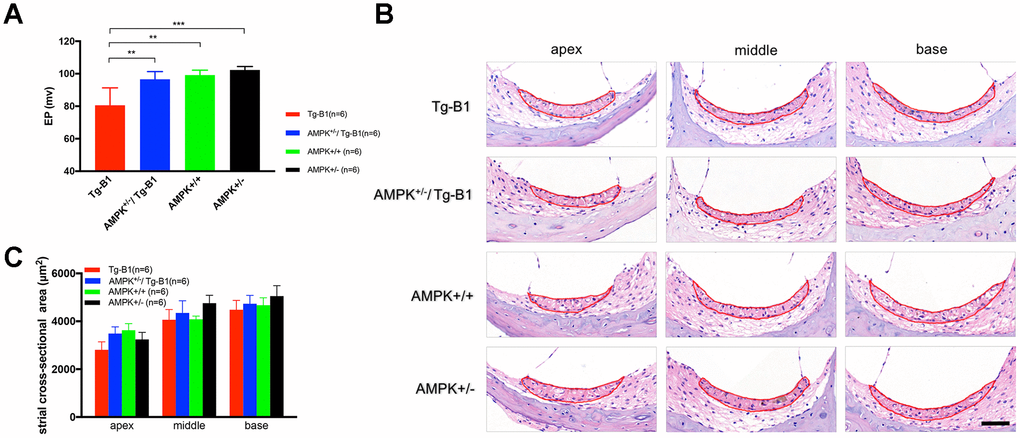 AMPK KO rescues Endocochlear Potential (EP) in Tg-B1 mice. (A) Profound EP loss in 10-12 months Tg-B1 (red bars) mice was observed as compared to all three other genotypes (Tg-B1 vs. WT, p=0.0023; Tg-B1 vs. AMPK+/−/Tg-B1, p=0.0023; Tg-B1 vs. AMPK+/−, p=0.0005; one-way ANOVA followed by Bonferroni post-test). * PB) Representative cochlear cross-sections stained with H&E showed gross morphology of stria vascularis in the apical, middle and basal turns of cochleae from four genotypes of mice at 10-12 months. No visible atrophy was found. Scale bar=50 μm. (C) The histograms show no significant difference in averaged sectional area of stria vascularis for all four aged genotypes (n=6 for each group; F(3,20)=0.8244, p=0.4958, two-way ANOVA followed by Bonferroni post-test).