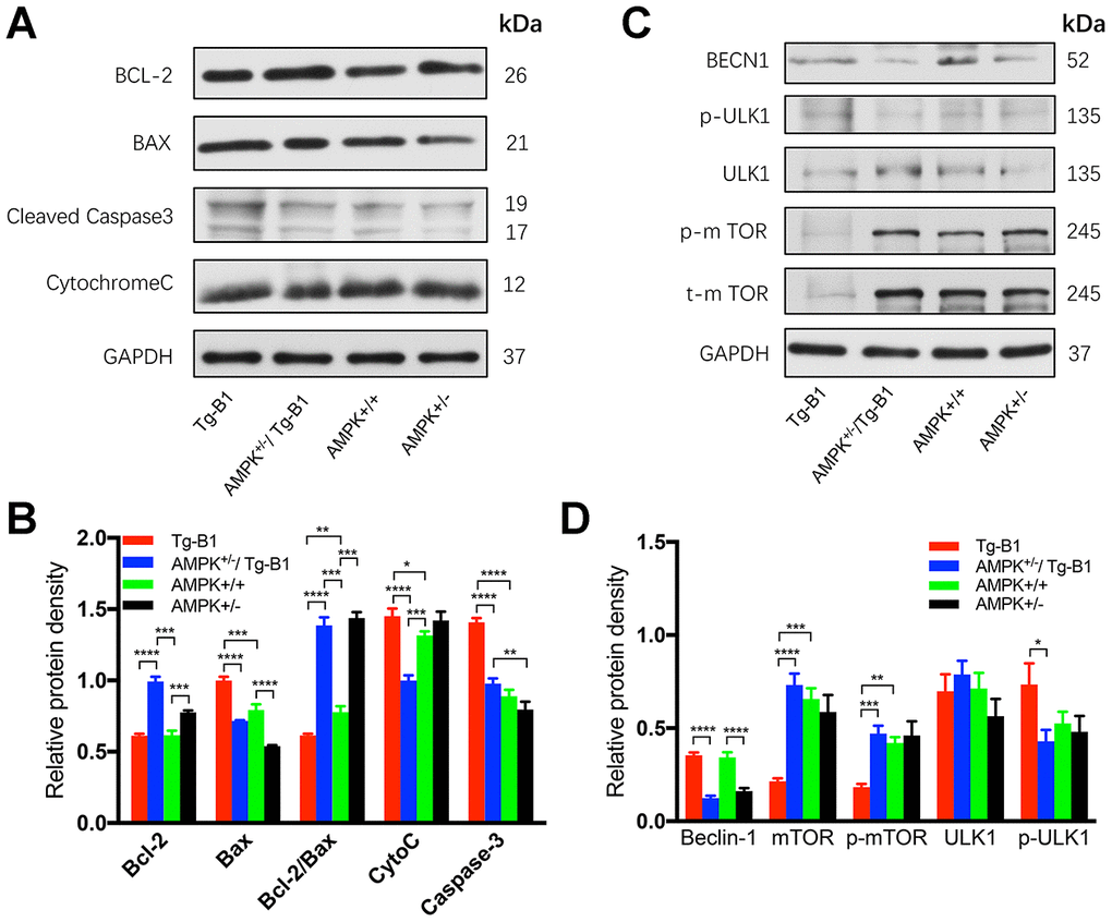 AMPK knockout interrupts and decreases apoptosis in the cochlea. (A) Immunoblots analyses of the four genotype mice aged 10-12 months show proteins from the cochleae related to the apoptotic pathway, including Bcl-2, Bax, Caspase-3, and Cytochrome C. GAPDH serves as the loading control. (B) The histograms summarized the expression levels of proteins related to the apoptosis pathway. The apoptosis signaling (cleaved caspase-3) in Tg-B1 mice was significantly stronger than AMPK KO mice and WT controls (Tg-B1 vs. AMPK+/−/Tg-B1, pvs. WT, p+/−/Tg-B1 vs. WT, p=0.1807). The expression of pro-apoptotic protein (Bax) in Tg-B1 mice is significantly higher than the other three groups (Tg-B1 vs. AMPK+/−/Tg-B1, pvs. WT, pvs. AMPK+/−, pvs. AMPK+/−, p+/−/Tg-B1 vs. AMPK+/−, p=0.0001). Bcl-2/Bax ratio in the Tg-B1 group is significantly lower than the other three groups (Tg-B1 vs. AMPK+/−/Tg-B1, pvs. WT, p=0.0072; Tg-B1 vs. AMPK+/−, p+/− group (p=0.008). Experiments were performed in triplicate, and p-values were determined by one-way ANOVA followed by Bonferroni post-test. n=3 per group. (C) Western blot results show changes in autophagy-related proteins in the cochleae of aging mice. There is a remarkable decline of mTOR signaling (Tg-B1 vs. AMPK+/−/Tg-B1, pvs. WT, p=0.0001) and more Beclin-1 (Tg-B1 vs. AMPK+/−/Tg-B1, pD) The histograms of western blot analyses show knockouts of AMPK relieve the ROS-induced autophagic stress in Tg-B1 mice. Analysis performed by using Image J software and one-way ANOVA followed by Bonferroni post-test. * P