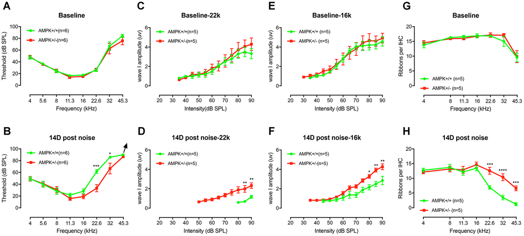 AMPK KO protects the noise-induced hearing loss and synaptopathy. (A) The baseline ABR thresholds for the two genotype groups were similar at the age of 1-2 months (F(1,10)=0.0095, p=0.3419). (B) An episode of two-hour, 106 dB SPL noise exposure induces significant threshold shifts at 22.6 kHz and 32 kHz 1 d after exposure (data not shown). Complete threshold recovery were found in AMPK+/− group at 14d (F(1,10)=3.455, p=0.0927) but not the WT (F(1,10)=15.22, p=0.0030). Significant difference in thresholds between both genotypes on D14 post-exposure (F(1,10)=5.776, p=0.0371), for 22.6 kHz (p=0.0001) and 32 kHz (p=0.0214), respectively. (C–F) ABR wave I amplitudes, evoked by suprathreshold tones at 16 (C) and 22.6 kHz (E), have no significant difference before noise exposure (for 16 kHz, F(1,8)=0.05484, p=0.8207 and for 22.6 kHz, F(1,8)=0.2944, p=0.6022). WT mice suffer more severe ABR wave I amplitude reduction at 16 (F) and 22.6 kHz (D) than AMPK KO mice 14 days after noise exposure (for 16 kHz, F(1,8)=17.85, p=0.0029 and for 22.6 kHz, F(1,8)=14.43, p=0.0052). 14 days after noise, the noise-induced decrease in wave I amplitudes in wild type group was significantly elevated at 22.6 kHz (from 3.32 ± 0.53 μV to 1.17 ± 0.15 μV) and at 16 kHz (from 4.58 ± 0.48 μV to 2.85 ± 0.43 μV), whereas in AMPK+/− group, the wave I amplitudes at 22.6 kHz (from 4.29 ± 0.64 μV to 2.33 ± 0.28 μV) and at 16 kHz (from 4.93 ± 0.50 μV to 4.27 ± 0.30 μV) had little change following acoustic trauma. (G) Numbers of CtBP2 in IHCs from both groups before noise exposure show no significant difference between the two genotype groups (F(1,8)=0.3357, p=0.5783). (H) At 14 days post-exposure, wild type mice suffer more loss of CtBP2 in the region of 22.6, 32, and 45.3 kHz than AMPK KO mice. (KO vs. WT, F(1,8)=13.24, p=0.0066; for 22.6 kHz, p=0.0004; for 32 kHz, p