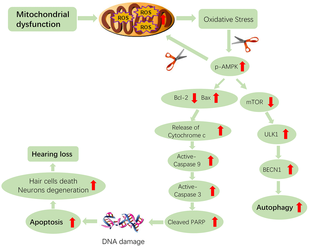 Hypothetical scheme of molecular and cellular events in the cochleae of aging Tg-B1 mice leading to accelerated hearing loss. The aberrant activation of AMPK induces the ROS-AMPK-Bcl2 apoptotic pathway in cochleae, resulting in the increased sensory hair cell loss and SGN death. The “scissor” in the figure represents the knockouts of the AMPK pathway. The conjectured downregulation of AMPK could attenuate the apoptotic signaling and ROS accumulation in auditory cells, which accounts for rescue of hearing loss in Tg-B1 mice.