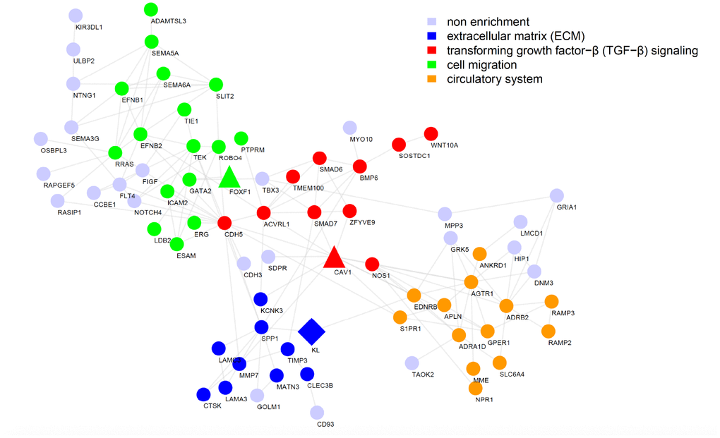 Functional interaction network reveals the most likely pathways that could be regulated by KL in IPF. Functional interaction network generated by the STRING database for the top 200 genes highly correlated with KL in BROWN module, with nodes representing genes and edges representing interactions. Disconnected genes were not shown.