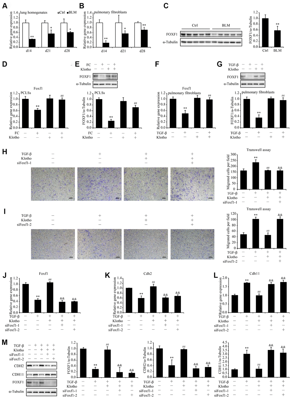Foxf1 deletion reverses the inhibitory effect of Kl on pulmonary fibroblasts migration. mRNA levels of Foxf1 were measured by qPCR in the total lung lysates (A) and isolated pulmonary fibroblasts (B) from mice 14, 21, and 28 days after intratracheally administering a single dose of PBS (Ctrl, white bars) or bleomycin (BLM, black bars). Protein levels of FOXF1 (C) were examined by western blotting in the total lung lysates from mice 21 days administering a single dose of PBS (Ctrl) or bleomycin (BLM). *P P vs. Ctrl. 5-7 animals per group. Mouse PCLSs pre-incubated with or without mouse rKL for 24 h were randomized to be treated with control cocktail (CC) or fibrosis cocktail (FC) with or without rKL for another 48 h, when mRNA (D) and protein (E) levels of Foxf1 in the mouse PCLSs from each group were measured by qPCR and western blotting, respectively. **P vs. with CC and without rKL. ##P vs. with FC and without rKL. Primary pulmonary fibroblasts isolated from wild type C57BL/6 mice were pre-incubated with or without mouse rKL. After 12 h, they were randomized to be incubated with or without TGF-β and rKL for another 24 h when mRNA (F) and protein (G) levels of Foxf1 were examined by qPCR and western blotting, respectively. **P vs. without TGF-β and without rKL. ##P vs. with TGF-β and without rKL. Primary pulmonary fibroblasts isolated from wild type C57BL/6 mice were transfected with control siRNA (siNC) or Foxf1 siRNAs (siFoxf1-1 and -2). After siRNA transfection for 24 h, fibroblasts were pre-incubated with or without mouse rKL for 12 h, followed by treatment with or without TGF-β and rKL for another 24 h, when migration of pulmonary fibroblasts were analyzed by transwell assay (H and I, Scale bars = 100 μm), mRNA (J–L) and protein levels (M) of Foxf1, Cdh2, and Cdh11 were measured by qPCR and western blotting, respectively. **P vs. siNC without TGF-β or rKL. ##P vs. siNC with TGF-β and without rKL. &&P vs. siNC with TGF-β and rKL.