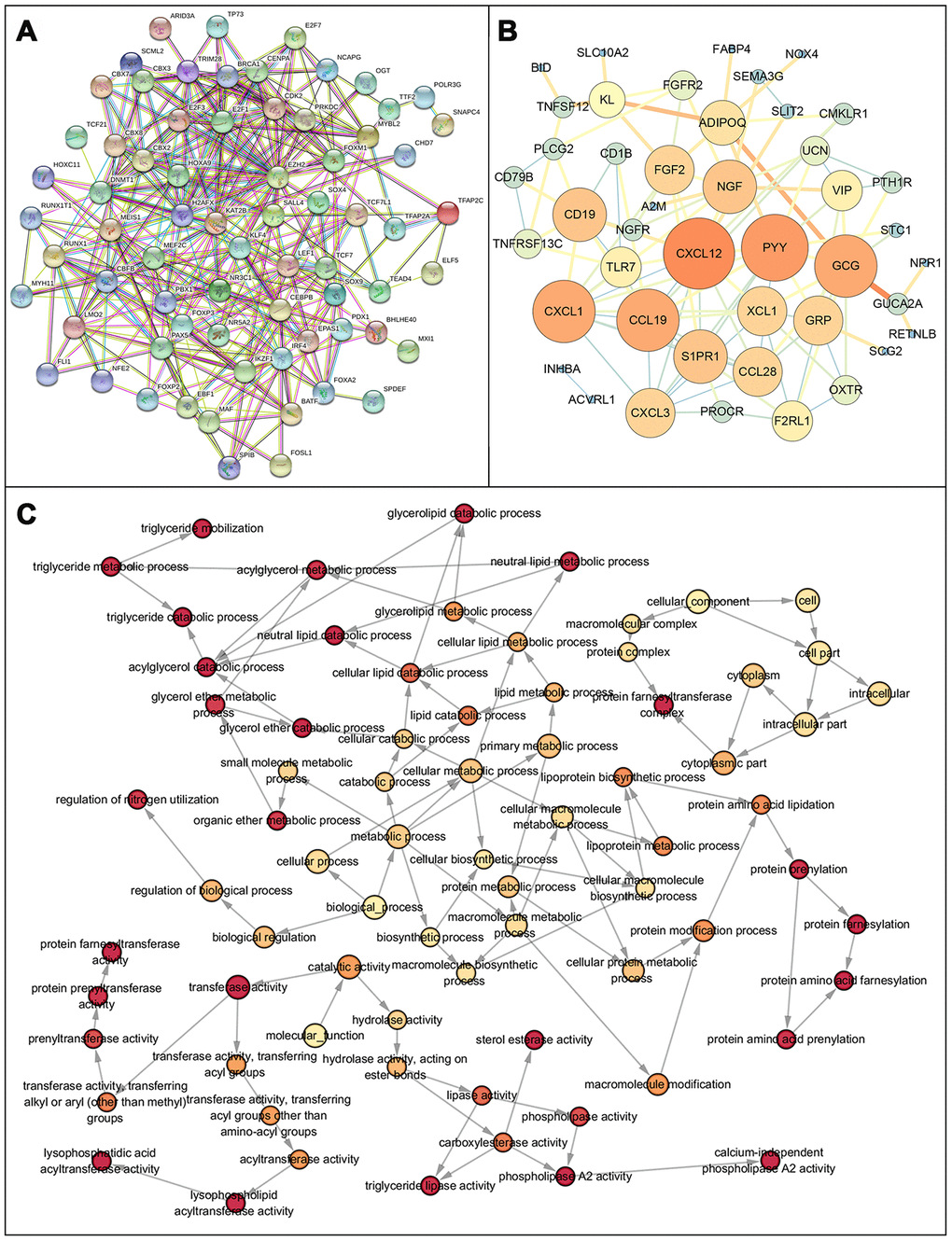 Protein protein interaction network and GO network of prognosis-related immune genes. (A) Protein-protein interaction network of prognosis-related immune genes, revealing their intrinsic connections. (B) The constructed PPIs in Cytoscape, with the size of the nodes showing the degree of connectivity of the immune genes, reveal the hub genes in the network. (C) Gene ontology network of prognosis-related immune genes. The color shade of the node represents the p-value, darker colors indicate smaller P values. P 
