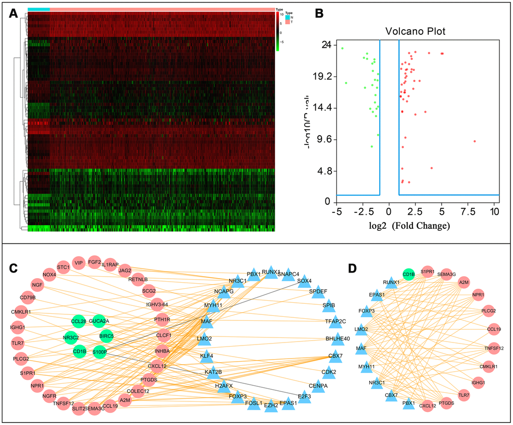 Transcription factor mediated regulatory network. Differentially expressed transcription factors (TFs) (A) hetmap and (B) Volcano plot. (C) Regulatory network constructed based on clinically relevant TFs and IRGs. (D) Most significant modules in regulatory networks.