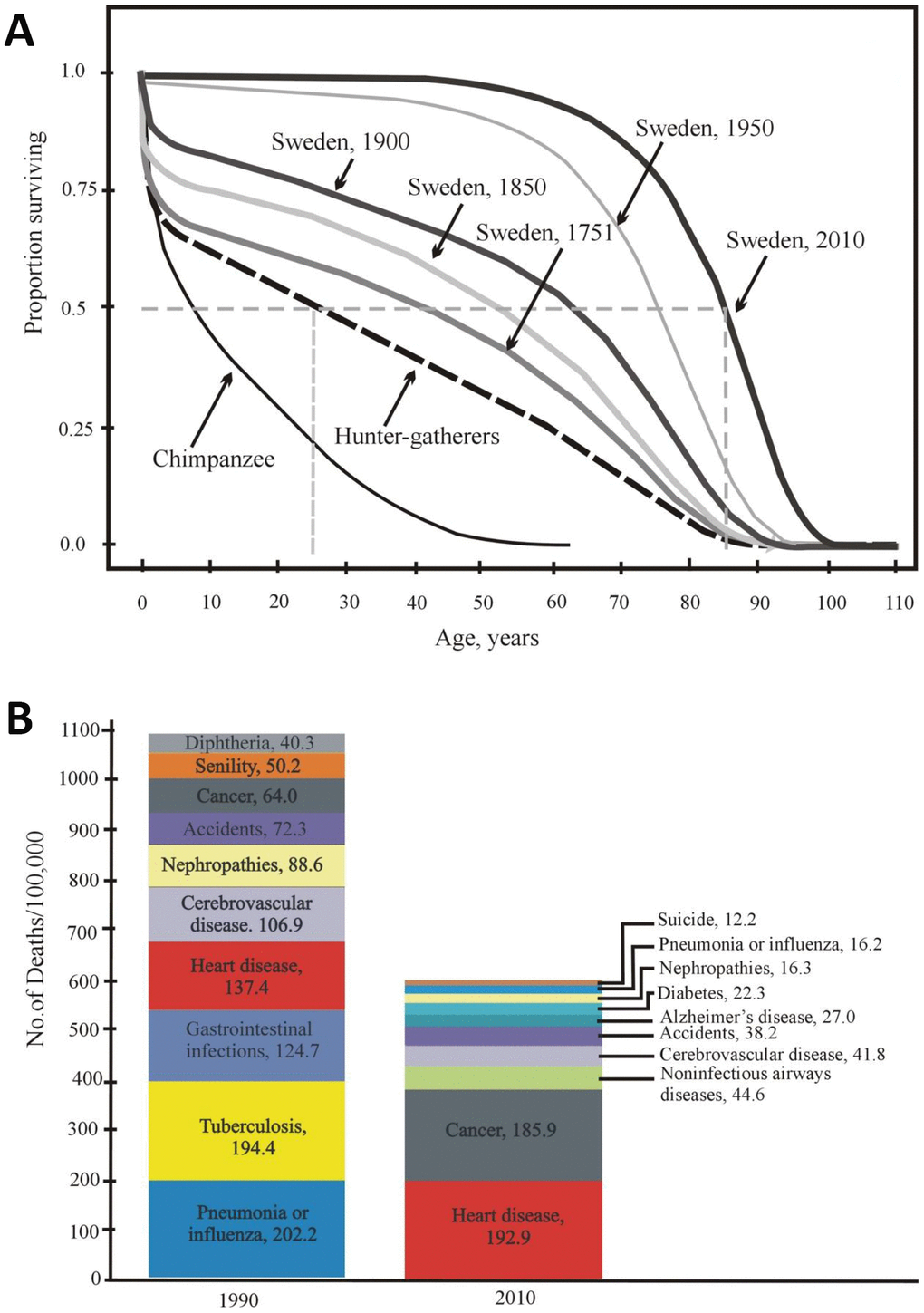 (A) Age-dependent survival of Swedish individuals (in 1751, 1850, 1900, 1950, and 2010) and of Ache Indians and chimpanzees (according to [50, 51] with modifications). (B) Mortality structure in the USA (10 main causes of death in 1900 and 2010) [52].