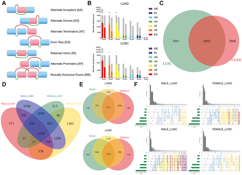 Overview of DEAS events profiling in NSCLC cohorts. (A) Schematic diagram of seven splicing pattern. (B) Seven types of AS events and corresponding parents’ genes. The gray bars represent the prognosis irrelevant AS events and related genes. The color bars represent the DEAS events and parent genes. (C–E) The Venn diagram compares DEAS in the four cohorts. (F) UpSet plot of intersections and aggregates among different types of DEAS events in NSCLC. One gene could have more than one type of OS-associated AS event.