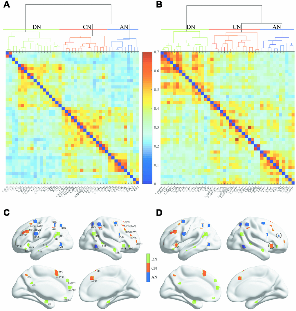 Dendrogram of the hierarchical cluster analysis of the correlations and spatial distribution of the three networks. (A) and (B) separately represent the NC group and aMCI group, and the colors indicate the magnitude of correlation. (C) and (D) separately represent the NC group and aMCI group. The green, red and blue regions indicate the DN, CN and AN, respectively.